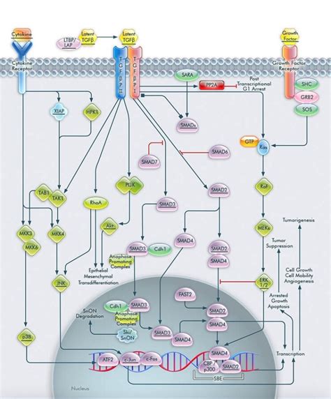 Tgf Beta Signaling Pathway Thermo Fisher Scientific Kr