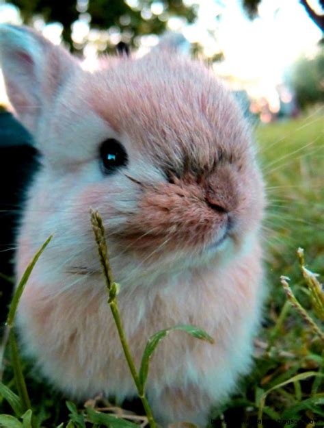 Fluffy Baby Bunnies | Amazing Wallpapers