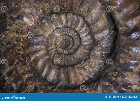 Fossilized Extinct Ammonite At Shallow Depth Of Field Stock Image