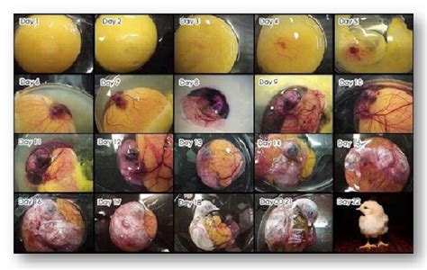 Big Data Enabled Non Invasive Rapid Sex Detection Of Incubated Chicken Eggs Mooanalytica