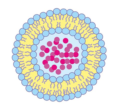 Outer Membrane Vesicles and Cancer | Taube Lab