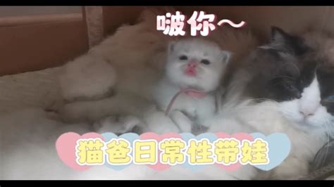 猫爸又来带娃了，这次又在尝试给崽喂奶 Youtube