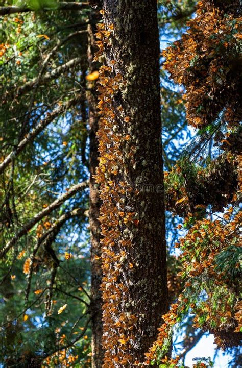 Colonia De Mariposas Monarcas Danaus Plexippus En Un Tronco De Pino En