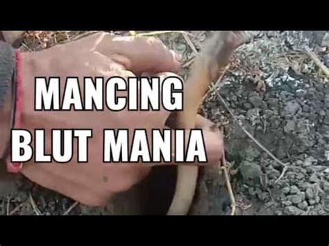 MANCING BLUT D SIANG HARI YouTube