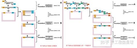 【耀文解读】oepr 克隆：一种大片段和多片段的高效无缝克隆策略 知乎