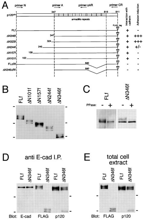 Deletion Constructs Of P120ctn And Their Expression A A Series Of