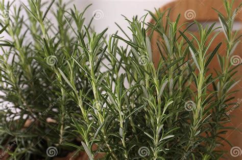 Aromatic Green Rosemary on Light Background, Closeup Stock Image ...