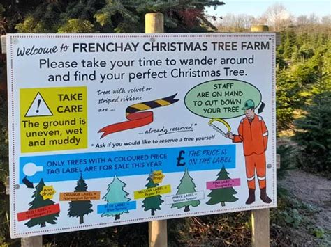 Frenchay Christmas Tree Farm Christmas Tree Varieties And Pot Grown Trees