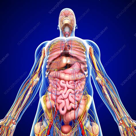 Male anatomy, artwork - Stock Image - F006/0556 - Science Photo Library