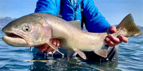 A Kaleidoscope Of Colors Exploring 9 Subspecies Of Cutthroat Trout In