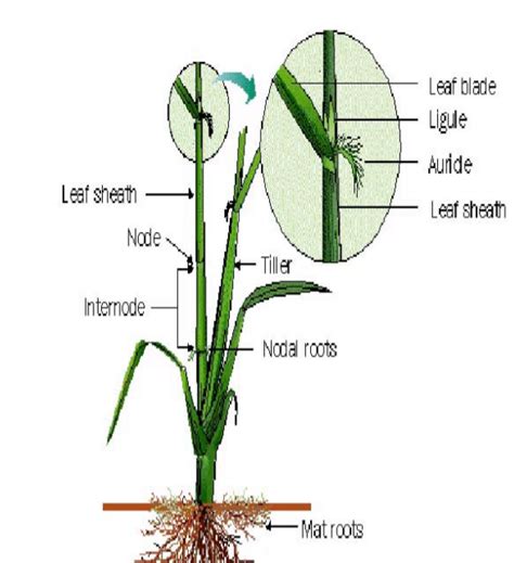 Rice Plant Diagram