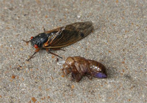 13 Year Cicadas Are Here The Gateway Gardener