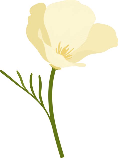 White California Poppy Flower Hand Drawn Illustration 10173939 PNG