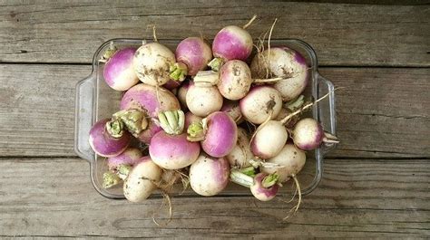 Turnips Vs Radishes Whats The Difference Plant Food At Home