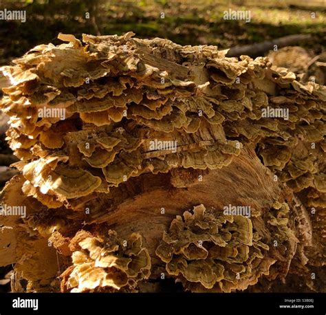 Fungi on fallen tree Stock Photo - Alamy