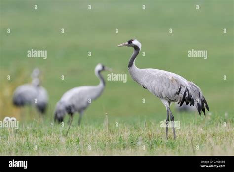 Common Crane ( Grus grus ), resting on grassland, meadow, during ...