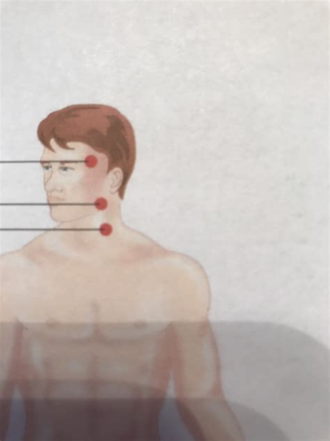 Head Pulse Points Diagram Quizlet