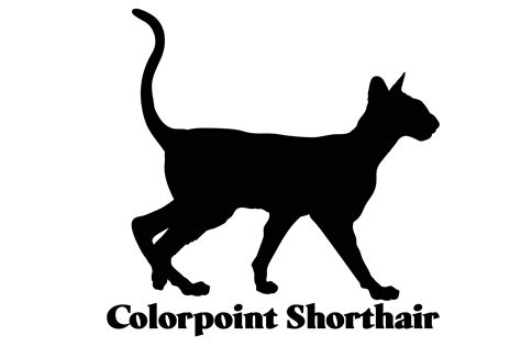 Colorpoint Shorthair Cat Silhouette Graphic by Pony3000 · Creative Fabrica