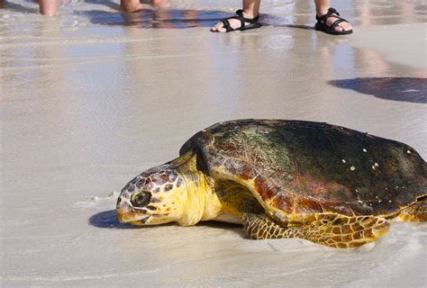 Loggerhead Sea Turtles Released August 23 2017