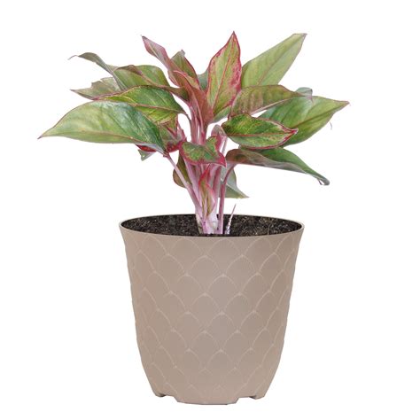 United Nursery Live Aglaonema Sapphire Suzanne Houseplant In Tall