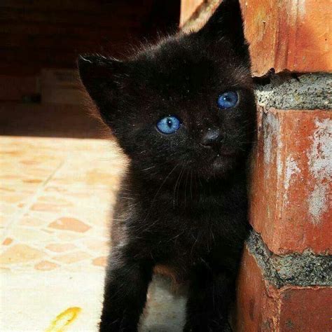 Gato Negro Bebe Ojos Azules - El Gatos