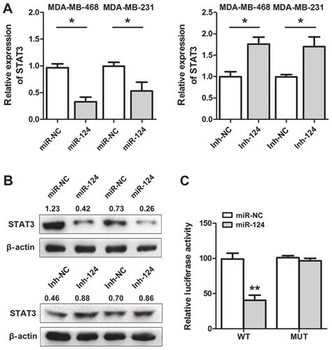 MiR 124 Negatively Regulates The Expression Of STAT3 By Direct