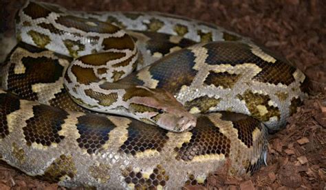 Indian Python – Facts, Size, Habitat, Pictures