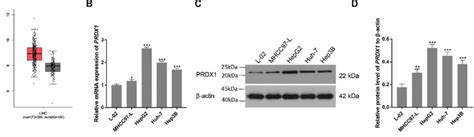 Expression Of Peroxiredoxin Prdx In Different Cell Lines Of Liver