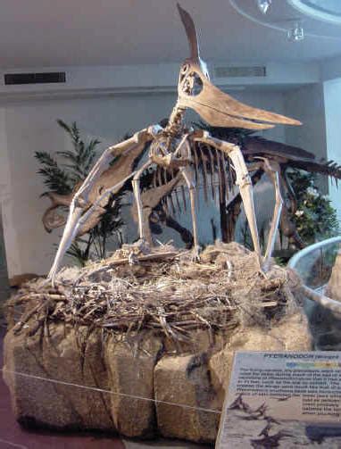 Pteranodon Dinosaur, photos | information - Dinosaur Gallery