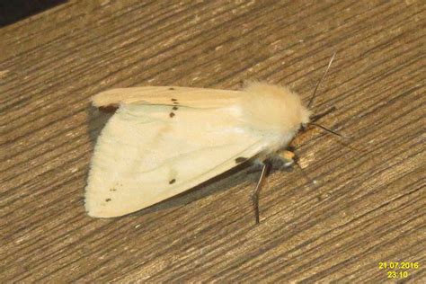 Buff Ermine Bg Uk Spilosoma Luteum Ermin Flickr