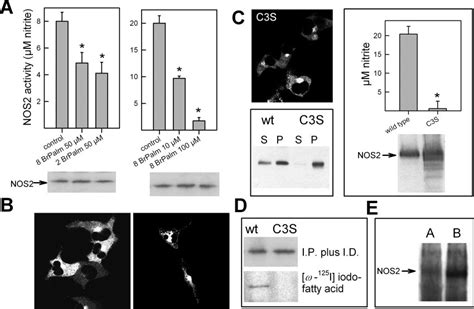 Palmitoylation Of Both Cytokine Induced And Transfected Nos A