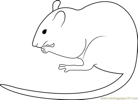 White Mouse Albino Rat Coloring Page For Kids Free Mouse Printable