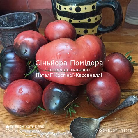 Черная Красавица – Сіньора Помідора