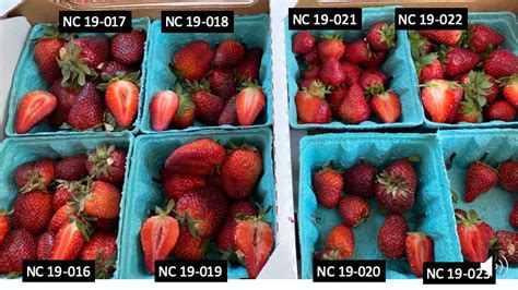 2020 Breeding Trial Data Now Online Nc State Extension