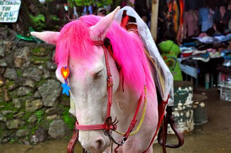 Pink Horse Baguio Philippines Baguio Horses Philippines