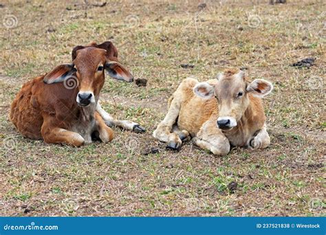 Light And Dark Brown Zebu Calves Stock Photo Image Of Rural Life