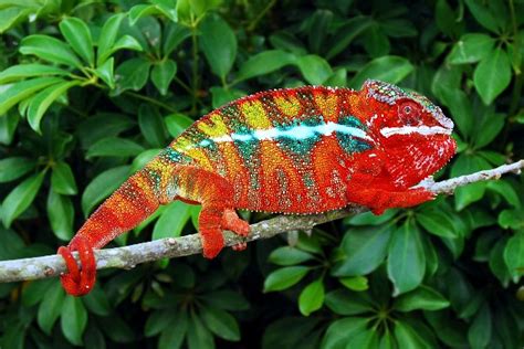 Daily Protein Science Panther Chameleon Amazing Pets