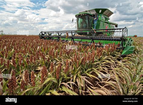 Grain Sorghum Production At Wilder Farms August 20 2013 In Navasota