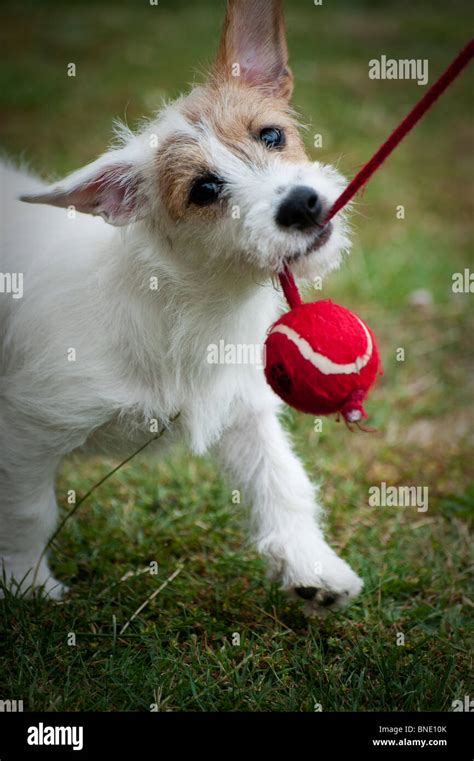 Jack Russell Welpen Spielen Mit Einem Ball Stockfotografie Alamy