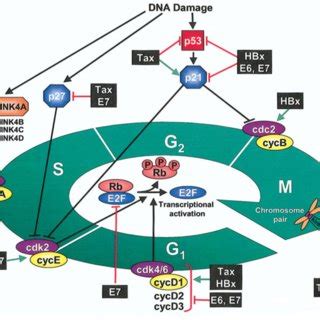 Effects Of Viral Oncoproteins Tax Hbx And E E On Cell Cycle