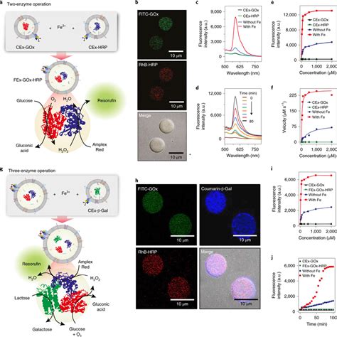 Operation Of Multienzyme Cascade Inside FEx Nanoreactor A A Schematic