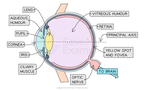 Structure Of The Eye Aqa A Level Physics Revision Notes 2017