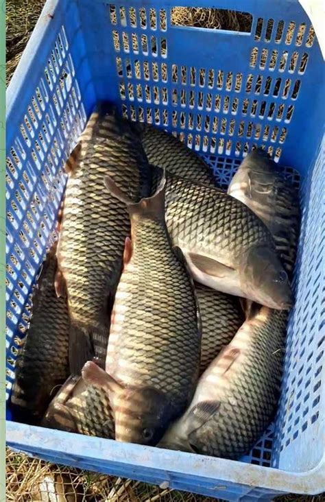 Продаю крупный сазан от 2 кг до 3 кг: 55 000 сум - Аквариумистика ...
