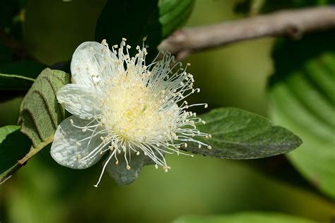 Guava Flower Psidium Guajava Flower Peter Duffy Flickr