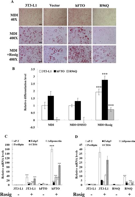 Rosiglitazone Rescued Adipogenesis Inhibition In T L Cells