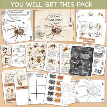 Spider Unit Study - Life Cycle & Anatomy Learning Pack Web Spiders ...