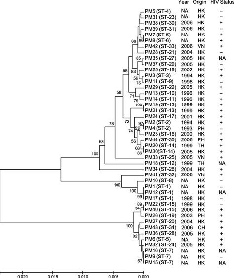 Phylogenetic Tree Showing The Relationships Of The Sts Of P