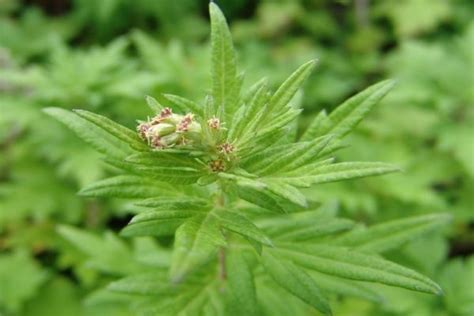 Artemisia Vulgaris (Mugwort) Benefits, Uses, Dosage & Side Effects