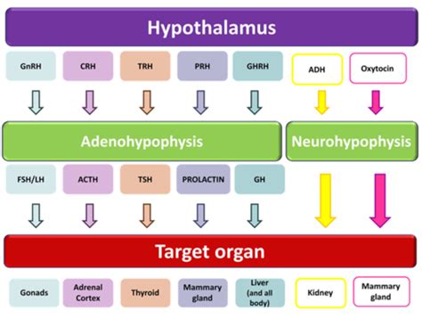 Hormones,Hypothalamus Pituitary Axis Flashcards | Quizlet