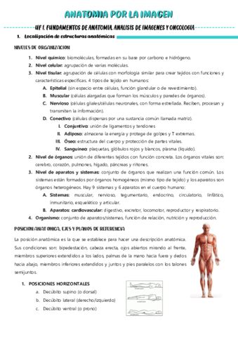 Anatomia Por La Imagen Apuntes Todo Temario Pdf